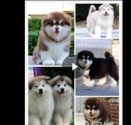 熱門犬舍常年出售寵物狗 品種齊全 保證健康純種