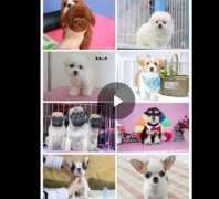 熱門犬舍常年出售寵物狗 品種齊全 保證健康純種